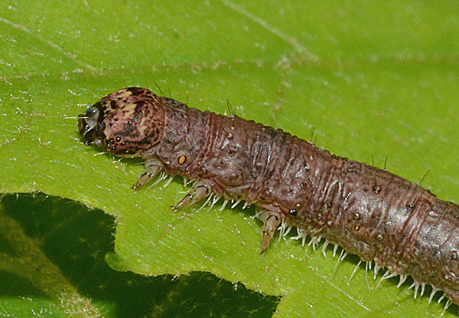 13 bruco da det. - Campaea margaritaria,  Geometridae